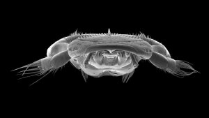 Platypsyllus castoris Ritsema 1869, beaver beetle, scanning electron micrograph.