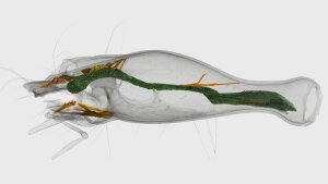 Head of Sinaphaenops wangorum, 3D reconstruction, digestive tract green, musculature red.