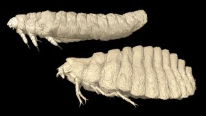 Male tertiary larva of Eoxenos laboulbenei (top) and female of Mengenilla moldrzyki (bottom).