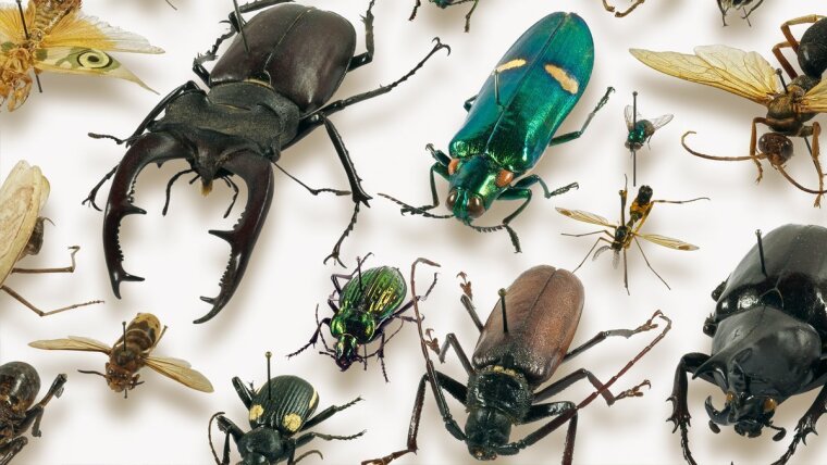 Zusammengesetztes Bild aus einzeln fotografierten Insekten.