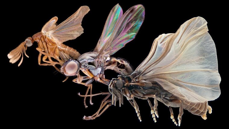 Ripiphorid beetle, ensign fly, strepsipteran (from left to right); composite image.