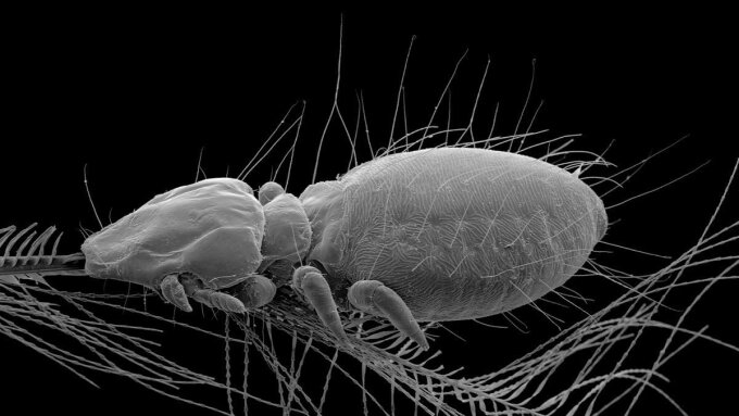 Nymph of a true louse (Philopteridae), scanning electron micrograph.