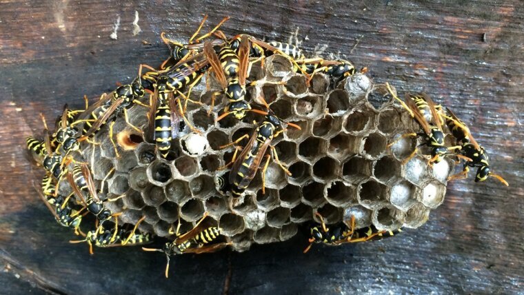 Paper wasps Polistes dominula at the nest.