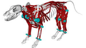 Visualisation of the dog model