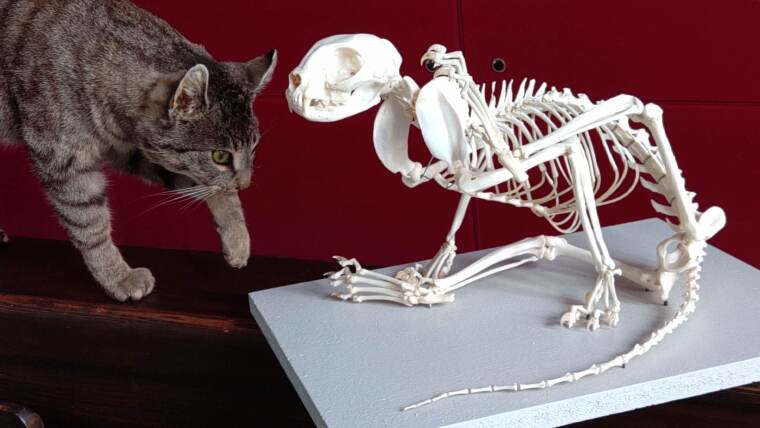 Skelett einer Katze, montiert in kratzender Körperhaltung (Präparator: Matthias Krüger)