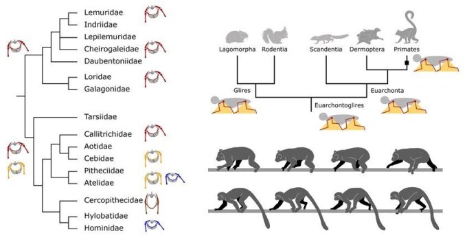 Evolutive Transformationen bei Primaten: Schulterbeweglichkeit, Gangarten, Beingeometrie