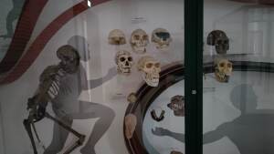 Phyletisches Museum: Showcase about Human evolution