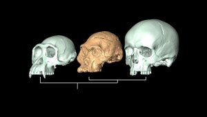 Evolution des menschlichen Craniums