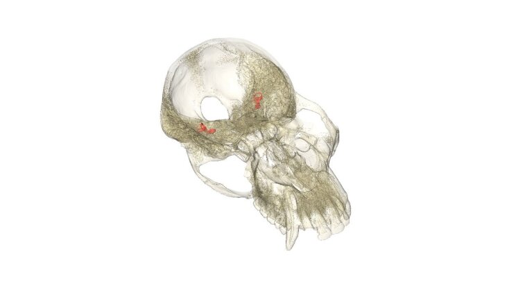 CT based reconstruction of chimpanzee skull with bony labyrinths in red